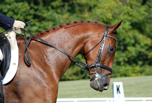 Freddie Mac Dressage Head Shot