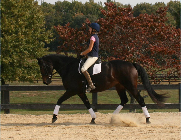 Animation Trotting